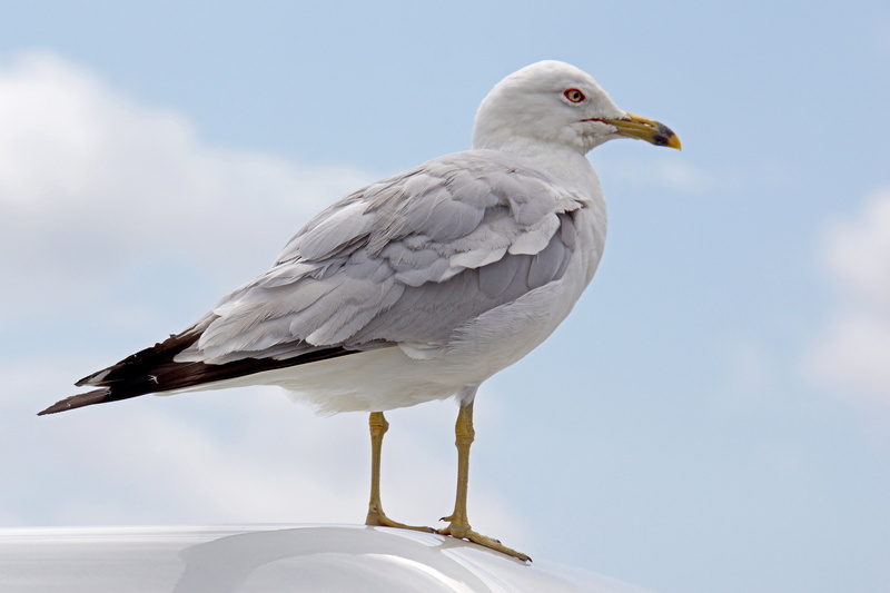 animal Wing, I am Canadian, photography, grey, ring, sea Bird, medium, closeup, gull, flying, NEX-7, VC, Toronto, sea, Nova Scotia, white, animal, Di, beak