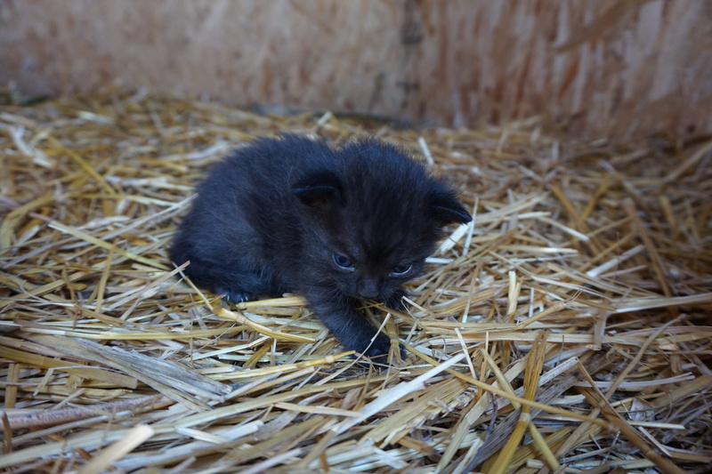sony, outdoors, field, kitten, young animal, flurry, nature, mammal, photography, animal head, kitty, animal wildlife, land, black, no people, close-up