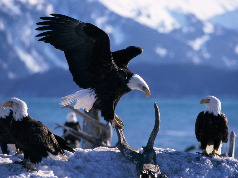 wings, eagles, 720P, bald, extended
