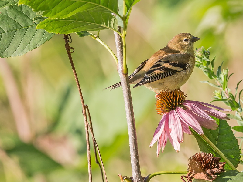 Colors, flower, 720P, black bird, 0x, III, branch, american goldfinch, F2, Canon EF, black, daytime, brown, animal, wildlife, owen  park, II, USM, nature