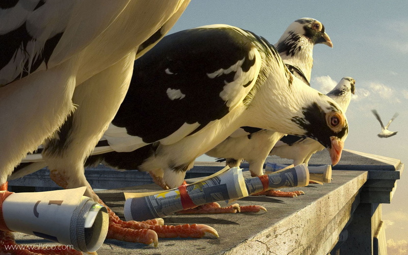 Platinum Conception s, Photoshop, pigeons, 720P