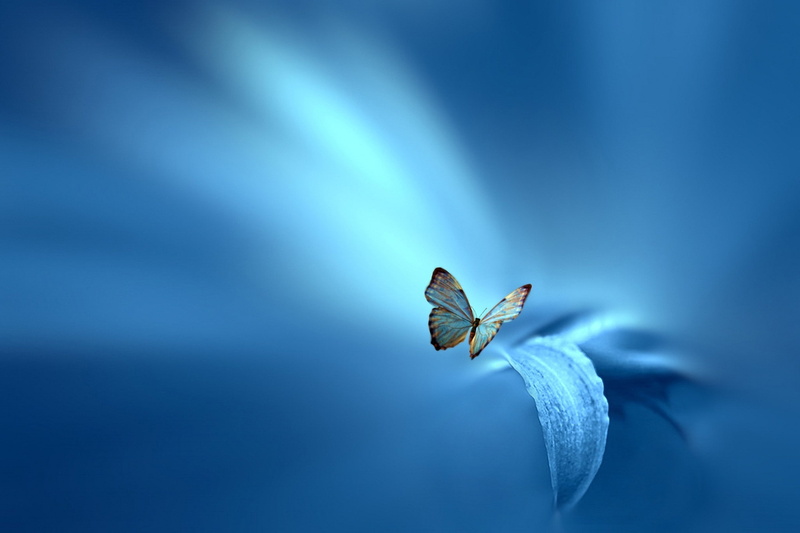 background, sumalla, 1080P, flower, style, leaf, Josep Sumalla, brown, blue, josep, butterfly
