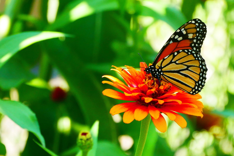 pictures of monarch butterflies, growth, outdoors, beauty in nature, zinnia, 1080P, orange butterfly, fragility, one animal, no people, insect, butterfly images