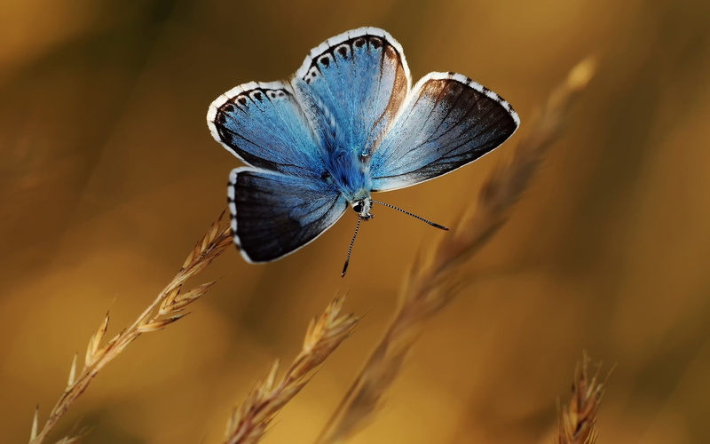 animal themes, butterfly - insect, growth, plant, animals in the wild, focus on foreground, selective focus, invertebrate, common, blue, animal wing, no people
