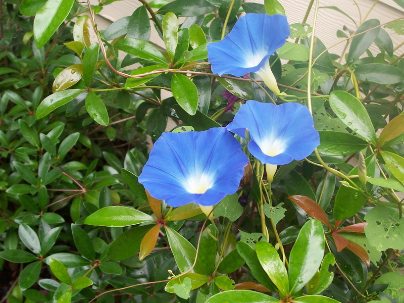 morning, 3d and abstract, vine, morning glory, blue, flower, blooms, 2K, glory