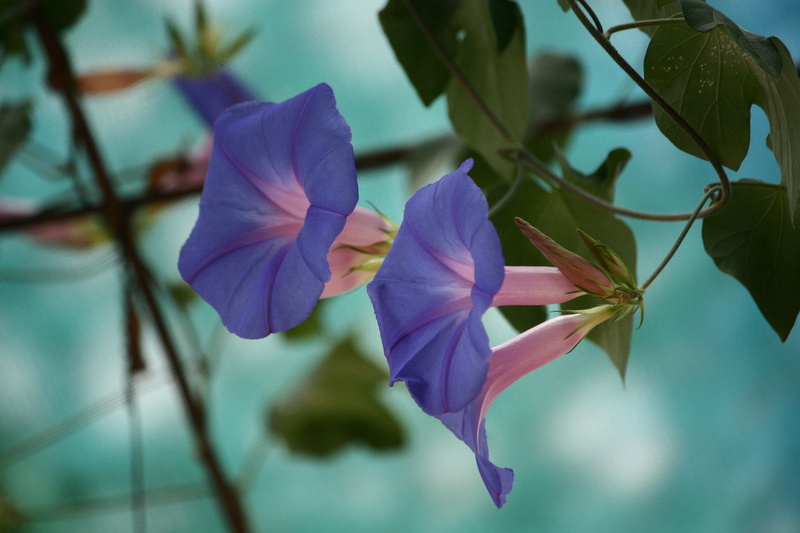 flower, morning, focus, purple morning glory, purple, glory, shallow focus, 1080P, photography, shallow
