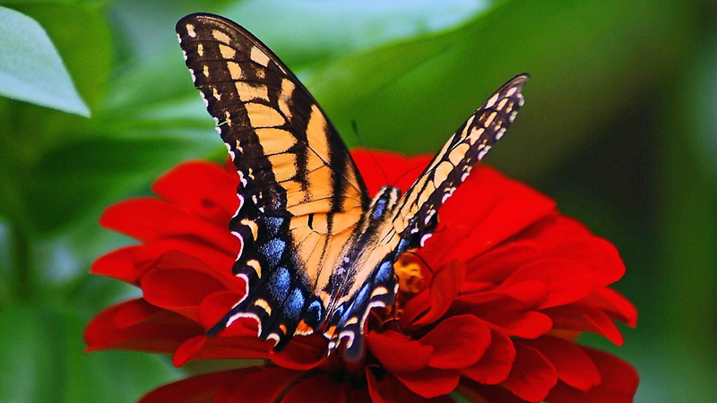blurry, flower, garden, 1080P, butterfly