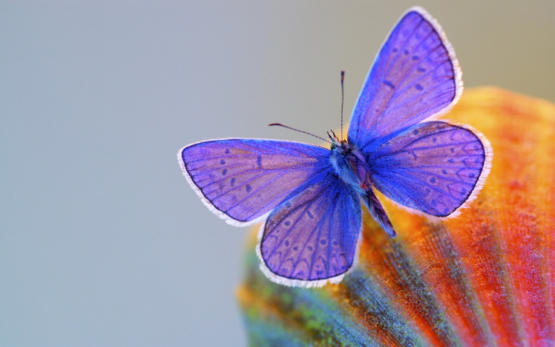 animal themes, flying, yellow, fragility, purple, animals in the wild, butterfly, spotted, one animal, animal Wing, beauty In Nature, outdoors, 2K, green Color