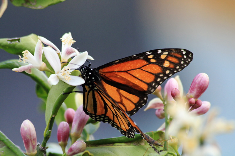 close-up, white, animal, macro, animal Wing, nature, shot, flower, Monarch Butterfly, Lemon, photography, 5K, butterfly - Insect, black, Blossom, insect