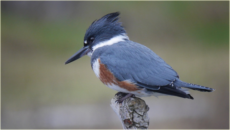 French  Creek, clear, bird, 4K, orange, blue, bird Watching, BC, closeup, female, belted kingfisher, belted, humming bird, animal, wildlife, nature, feather