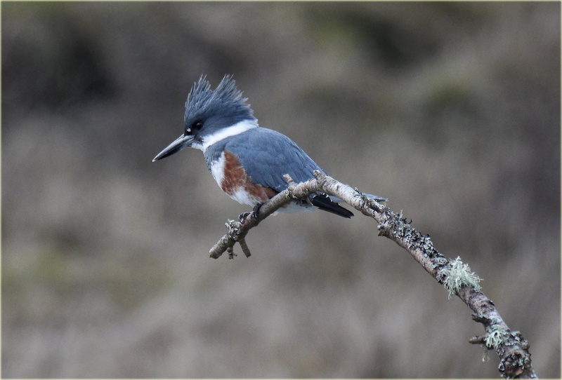 branch, animal, selective, wildlife photography, tree, French  Creek, nature, wildlife, gray, BC, long, photography, selective focus, Parksville, belted  Kingfisher