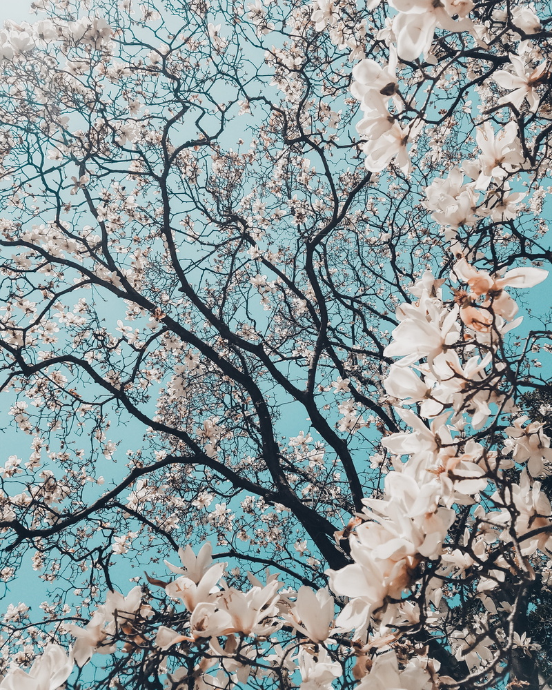 flower, nature, petal, 2K, cherry, day, softness, plant, tree, low angle view, bloom, branch, freshness, blossom, botany, beauty in nature, twig, springtime