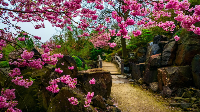 the bridge, vulnerability, park - Man Made Space, nature, flowering plant, built structure, blossom, Japanese garden, flowerbed, 1080P, petal, plant, lifestyles