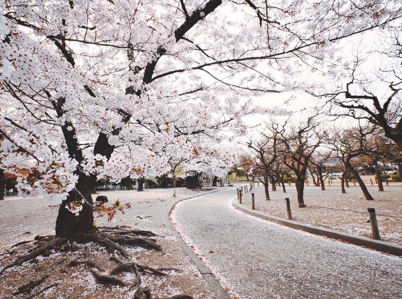 white, 5K, cherry blossom, sakura, no people, day, blossom, city, fragility, outdoors, branches, cold, bloom, the way forward, tree, cherry blossoms, flower