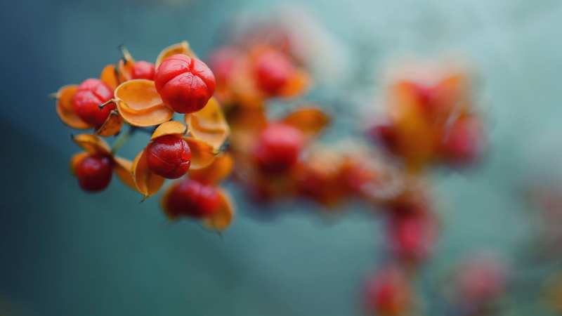 macro, tree, beauty in nature, healthy eating, rowanberry, day, plant, decor, fruit, freshness, 1080P, berry fruit, food and drink, red, flowers, branch