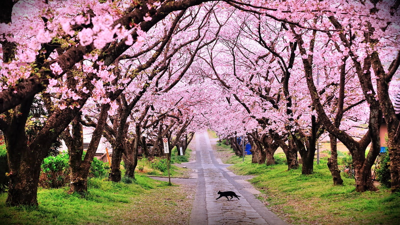 fragility, scenics - nature, park - Man Made Space, cat, cherry Blossom, the way forward, outdoors, growth, nature, direction, leaf, 1080P, april, season