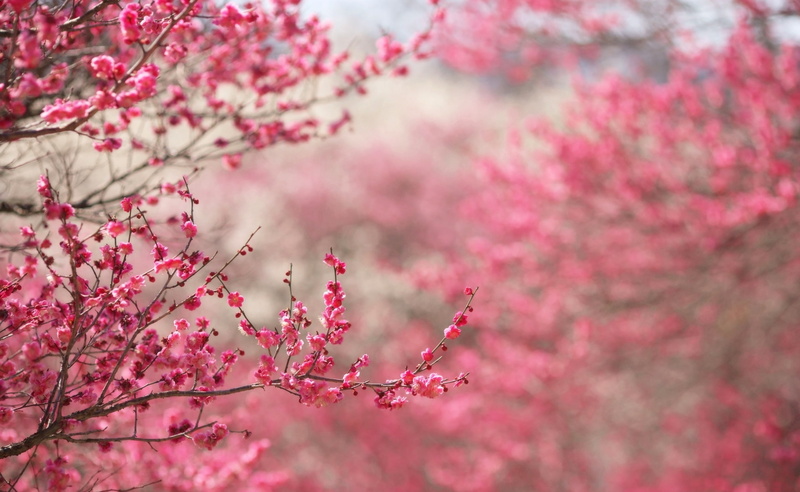 outdoors, pink, tree, pink color, flowering plant, branch, plant, low angle view, day, growth, Blossom, 2K, nature, springtime, plum blossom, Spring, cherry blossom