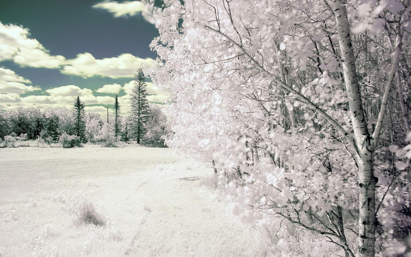 nature, white, 3d and abstract, cold, winter, sakura, photography, snow, clouds, 1080P, tree