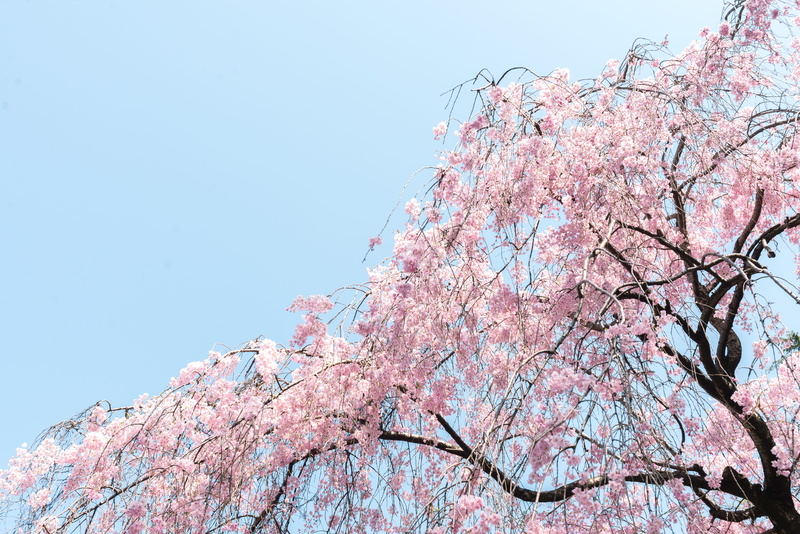 cherry blossom, japan, angle, cherry tree, cherry blossom tree, no people, spring time, cherry, plant, sky, day, fragility, low, leaf, flowering plant