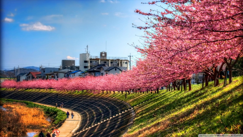 1080P, nature and landscapes, sakura, tree, blossom, along, cherry blossoms, river, cherry, city, bank