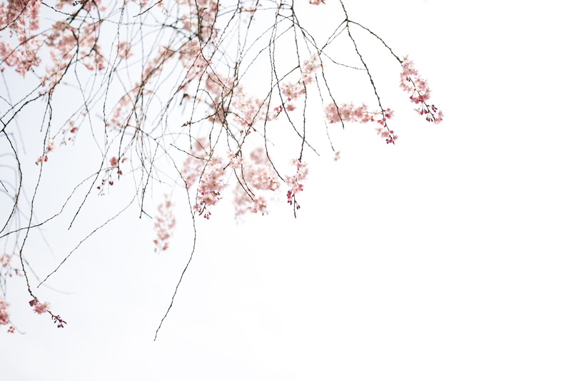 tree, shinjuku gyoen national garden, copy space, flower, cherry blossom, cherryblossom, sky, shinjuku-ku, freshness, zen, outdoors, cherry tree