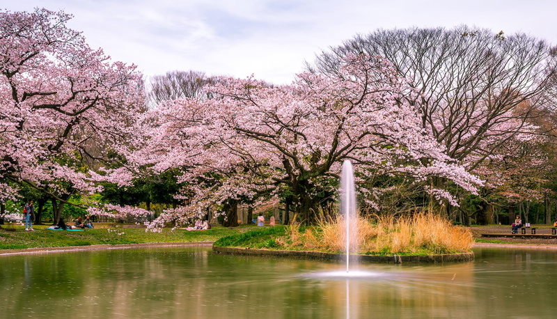 flowering, fountain, Sakura, pond, Tokyo, Yoyogi Park, 2K, trees, Park, Japan