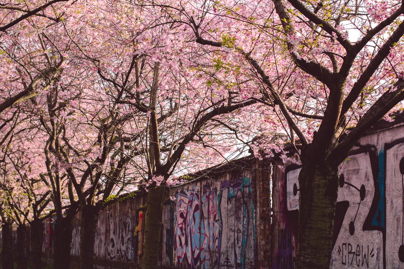 nature, berlin, cherry, flowering plant, no people, rural, branch, hanami, housing, growth, graffiti, plants, building, wall, tree, rough, shack