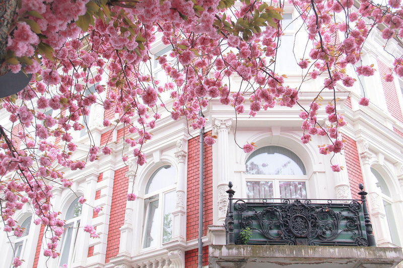 balcony, no People, cherry, famous Place, France, Windows, flowering, house, built Structure, europe, cultures, history, flowering plant, beauty in nature