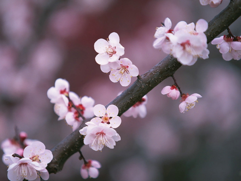 cherry, tree, plant, japan, flower, pink Color, growth, petal, nature, inflorescence, orchard, flowering plant, outdoors, season, white, focus on foreground