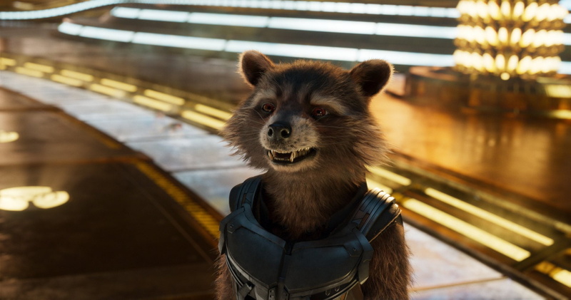 day, close-up, portrait, animal wildlife, looking, standing, travel, 1080P, one animal, Guardians of the Galaxy Vol. 2, whisker, city, focus on foreground