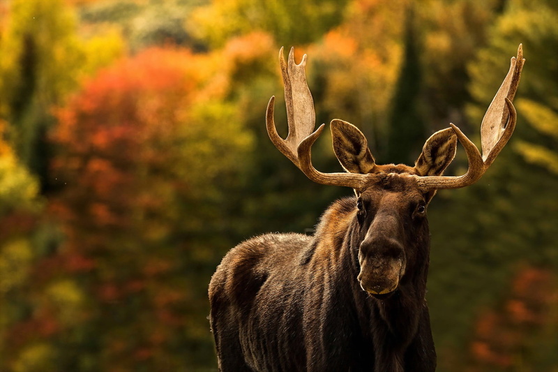 one animal, deer, animals in the wild, focus on foreground, change, nature, horned, animal themes, animals, mammal, animal wildlife, animal, 1080P, moose