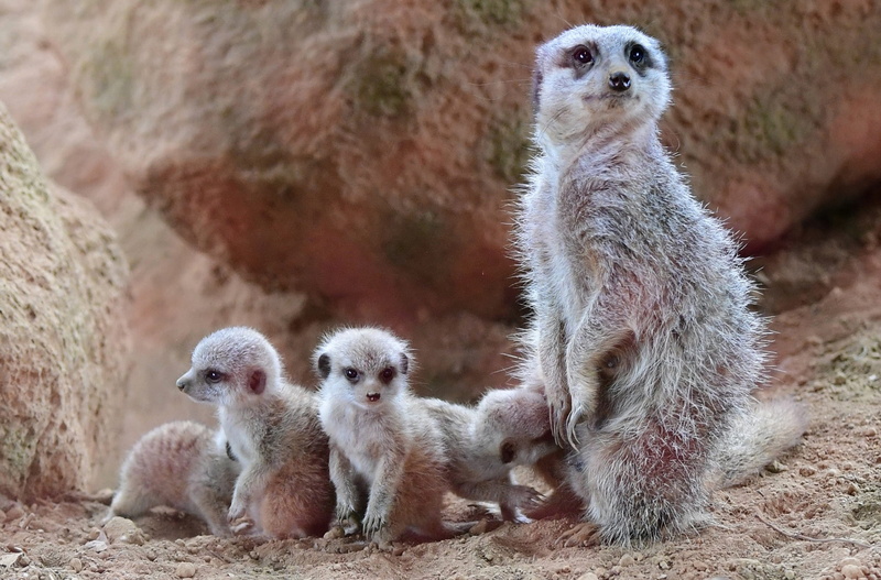 portrait, no people, suricate, bebe, cat eyes, animal themes, cute, mammal, curious, love, vertebrate, lyon, mammals, animals in the wild, protection, fauna