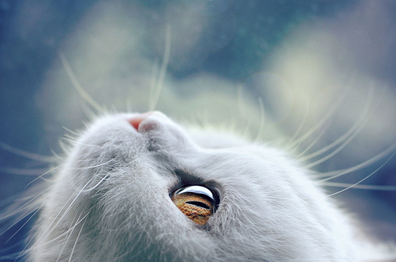 animals, pets, no people, mammal, domestic cat, domestic, animal wildlife, animal body part, day, white, domestic animals, mammals, one animal, feline