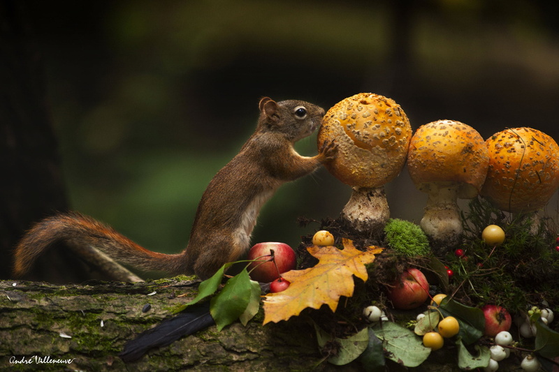 rodent, nature, mammals, animal wildlife, mushroom, animals, food and drink, animals in the wild, plant, animal themes, animal, vegetable, tree, food, mammal