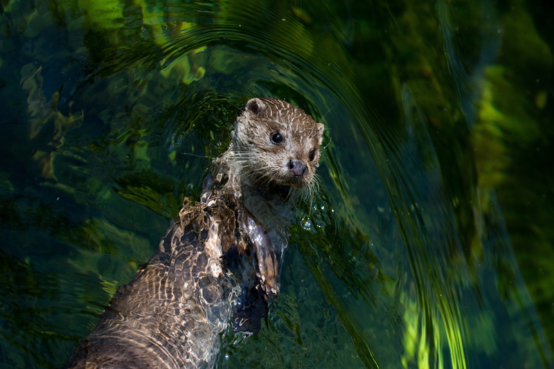 no people, fur, otter, animal wildlife, tree, mammals, animal themes, water, day, whisker, outdoors, green color, one animal, underwater, plant, marine