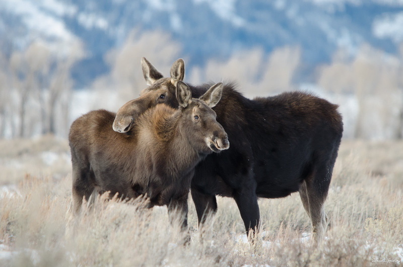 hugs, couple, animals, black, s, 720P, Moose, mammals, two, Grand Teton