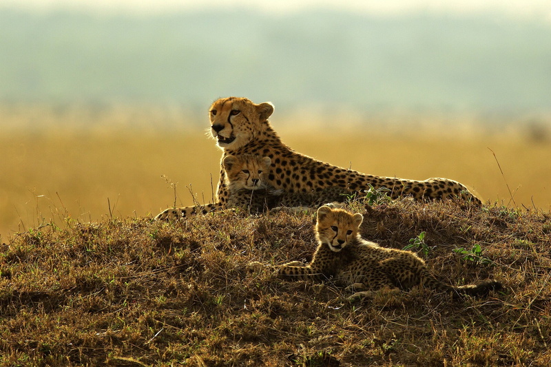lion - feline, carnivora, safari, animal family, cat, no people, animals in the wild, vertebrate, cheetah, undomesticated cat, lioness, sitting, mammal