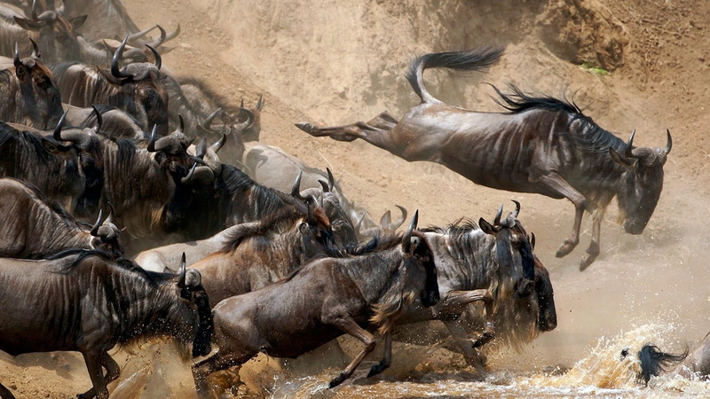 vertebrate, no people, horned, herbivorous, animal themes, water, 720P, group of animals, safari, large group of animals, herd, animals, dust, animal migration