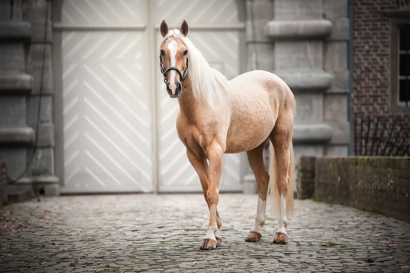 livestock, 1080P, brown, animal, horse, architecture, full length, day, one animal, mammal, domestic animals, domestic, vertebrate, animal themes, animals