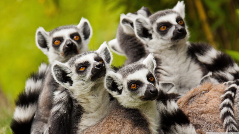 nature, black, animals, gliders, lemurs, five, togetherness, vertebrate, three animals, 2K, sugar, mammal, mammals, looking, animal family, looking at camera