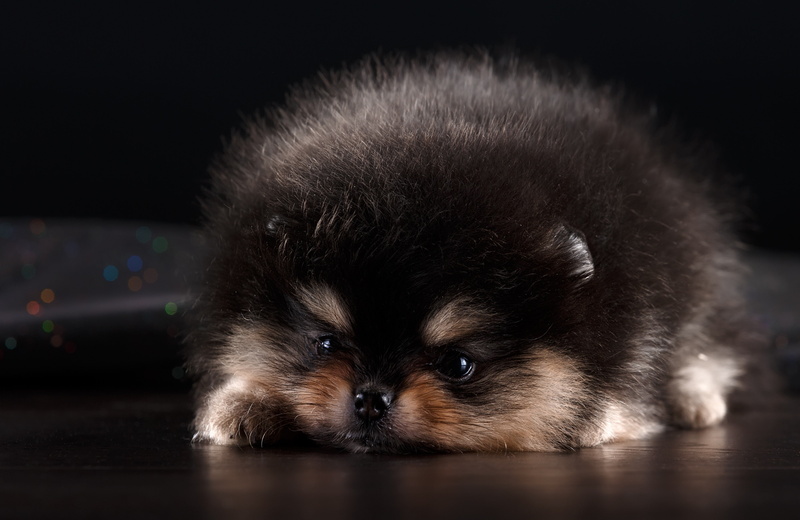Pomeranian, 4K, dog, mammals, animals