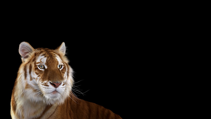 big cats, whisker, copy space, tiger, animal head, studio shot, domestic animals, animals in the wild, 2K, animal themes, indoors, vertebrate