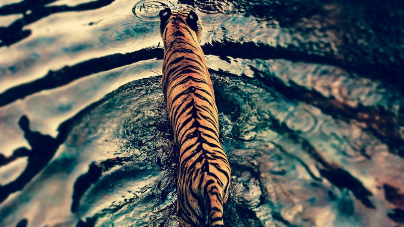 water, animals, tiger, animal, big cats, low angle view, natural pattern, close-up, wood - material, plant, tree, growth, no people, tranquility, tree trunk