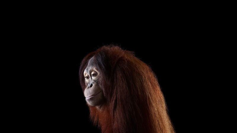 animal wildlife, photography, primate, mammal, one animal, animals in the wild, 2K, studio shot, copy space, mammals, animal body part, no people, orangutans