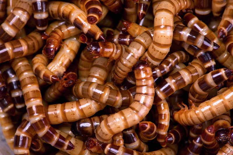 bugs, scary, brown, invertebrate, food, insects, bottle, insect, animal, 2K, caterpillar, fishing, animal themes, worm, container, no people, large group of objects