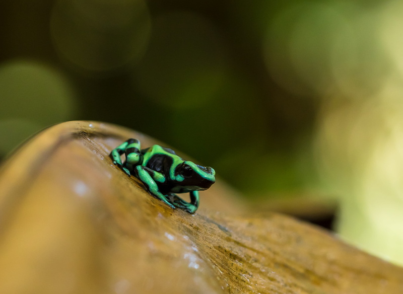 plant, macro, black, wood - material, focus on foreground, insect, wildlife, fish, animals in the wild, amphibian, 2K, animal body part, butterfly, animal eye