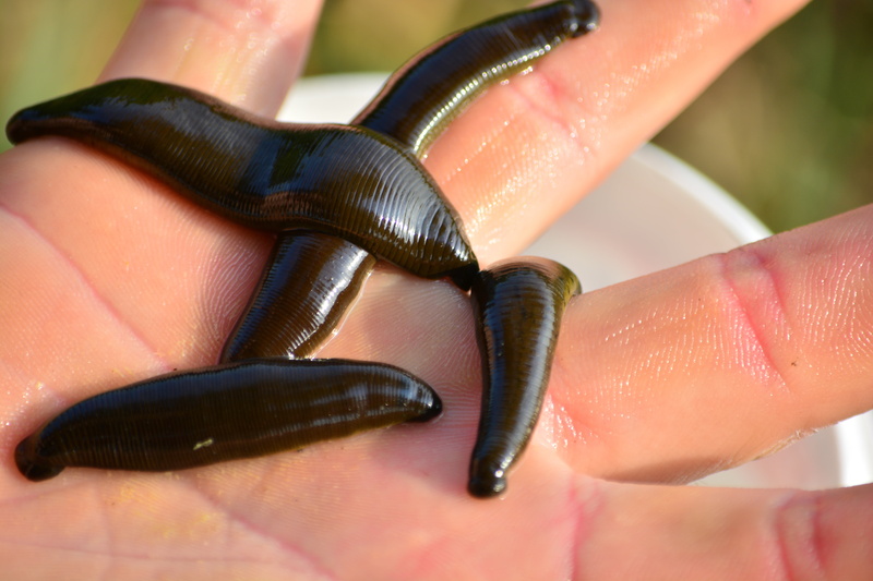 human, adult, medical leech, one person, holding, angler, human body part, finger, human hand, leeches, black, leech, animal wildlife, four, close-up, real people