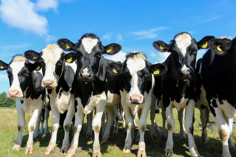 ko, bait, summer, mammal, domestic cattle, cow, domestic animals, cloud - sky, animal, curious, no people, blue, outdoors, bed, pets, sunny, black, vertebrate