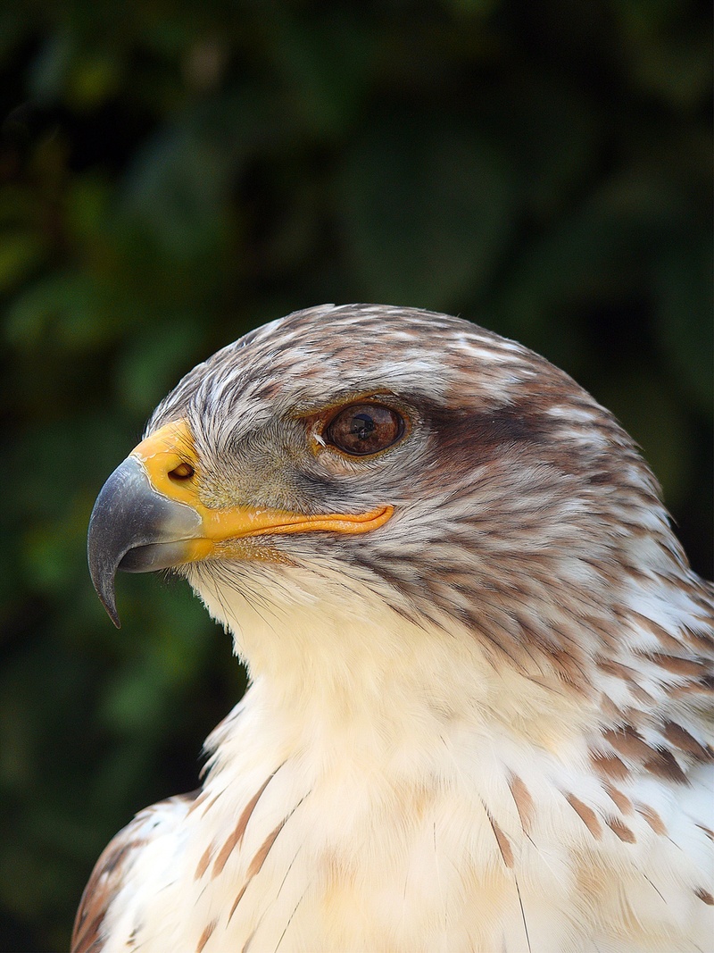 lake, coursing, griffin, falconry, wing, sparrow, flight, bach, claw, outdoors, molt, drink, vertebrate, spring, one animal, looking away, no people, mountain