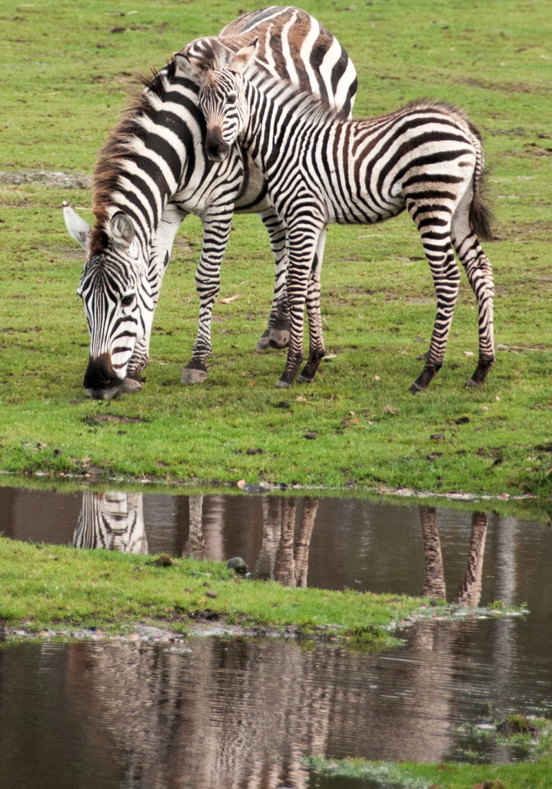 animal, MotherS Love, waterfront, drinking, grass, outdoors, one animal, Zebra, zebra, nature, plant, water, no people, mammal, 1080P, drink, safari, animal themes